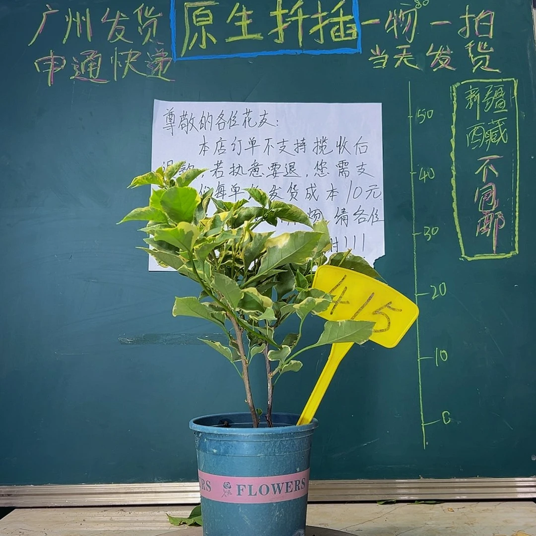 当前无花栽培后可以开花  马斯 双杆 415
