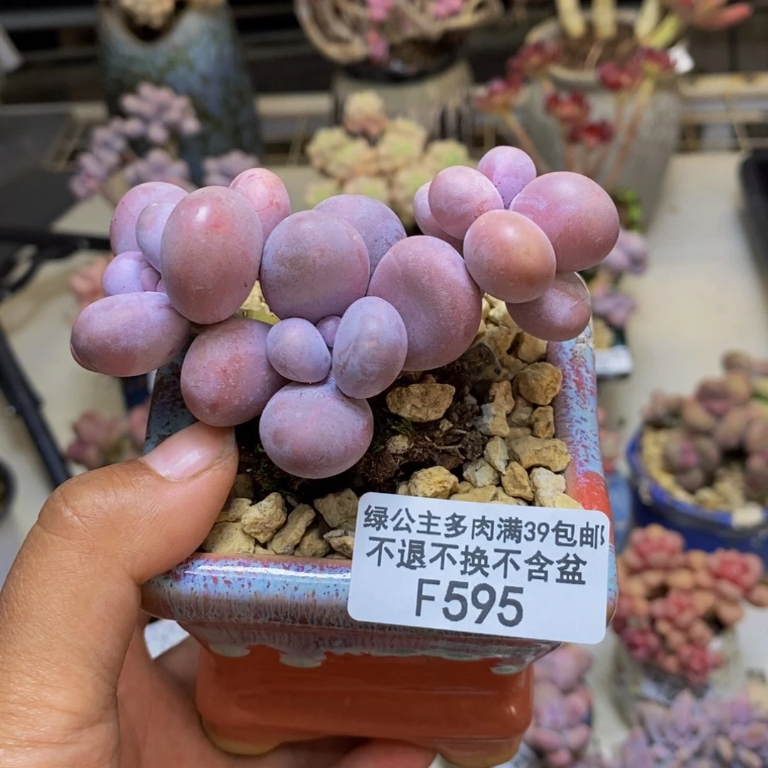 595芭比奶多肉7c m