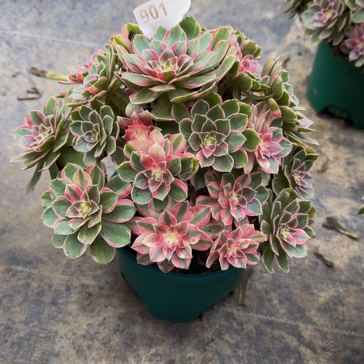 00000000000901黑膜锦