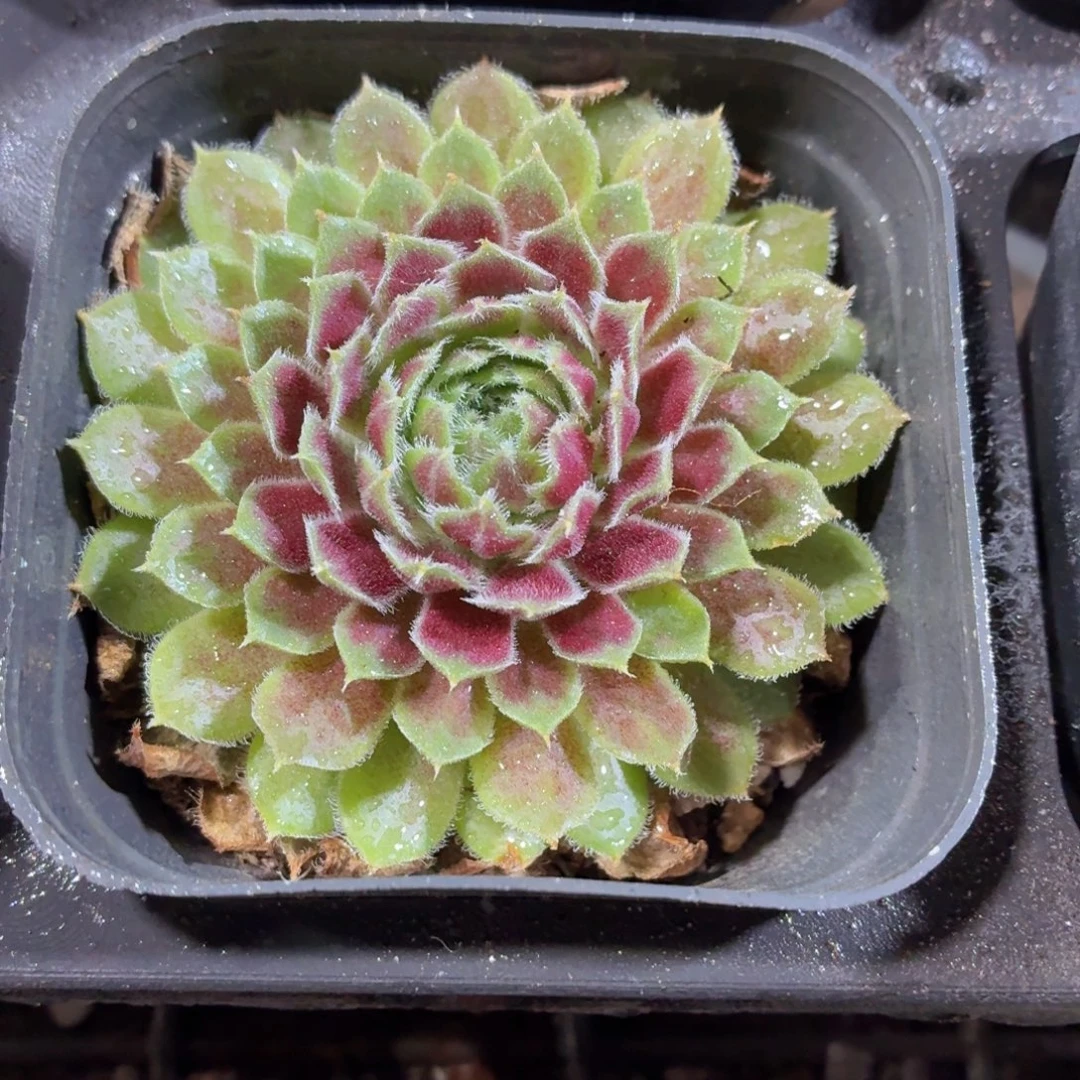 紫牡丹多肉9.9包邮发货