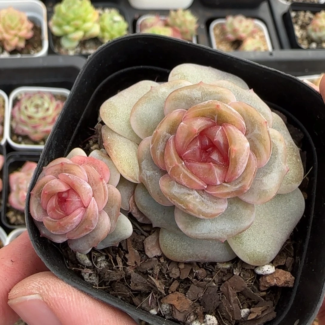 一物一拍彩色恋人