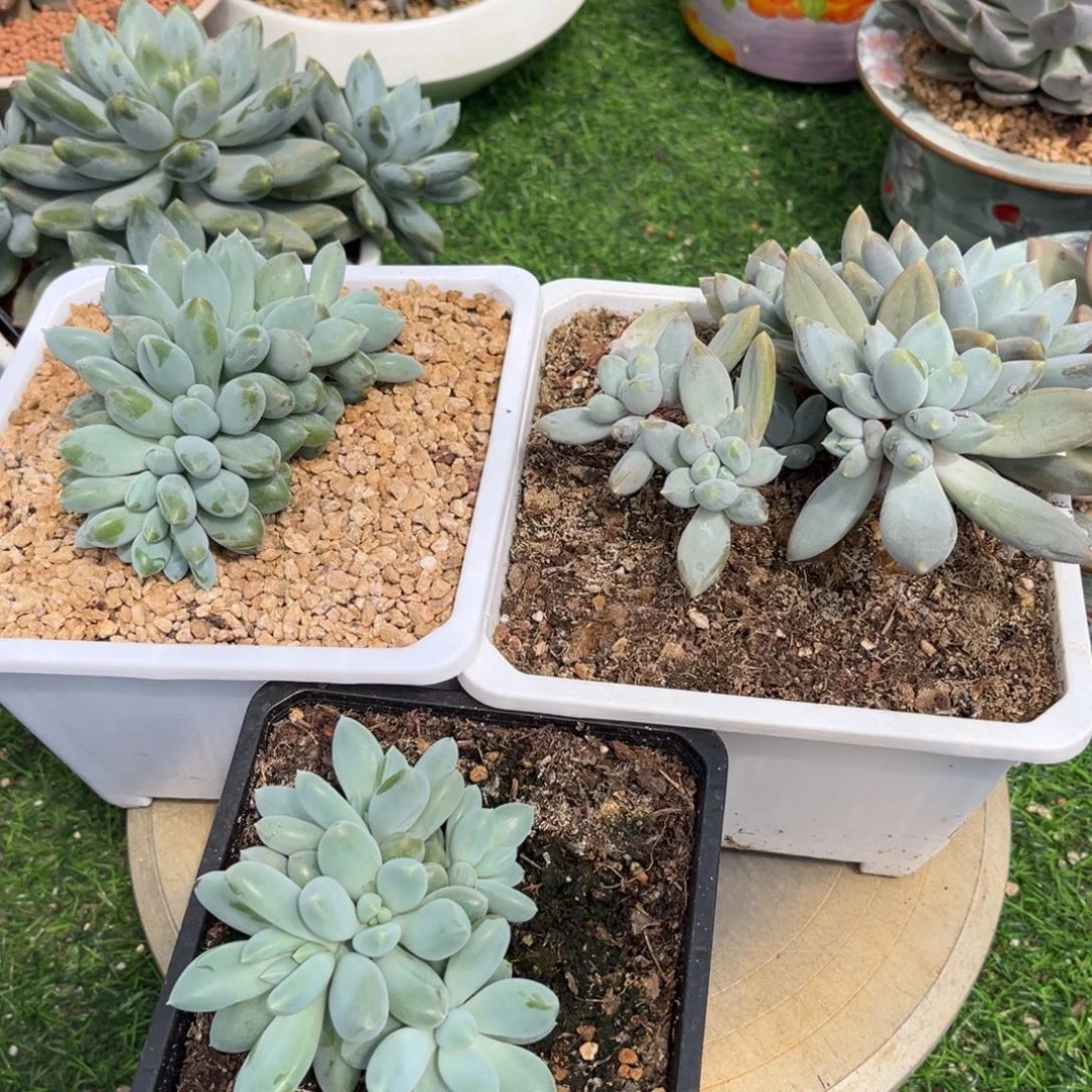 多肉植物哥特萝莉三颗