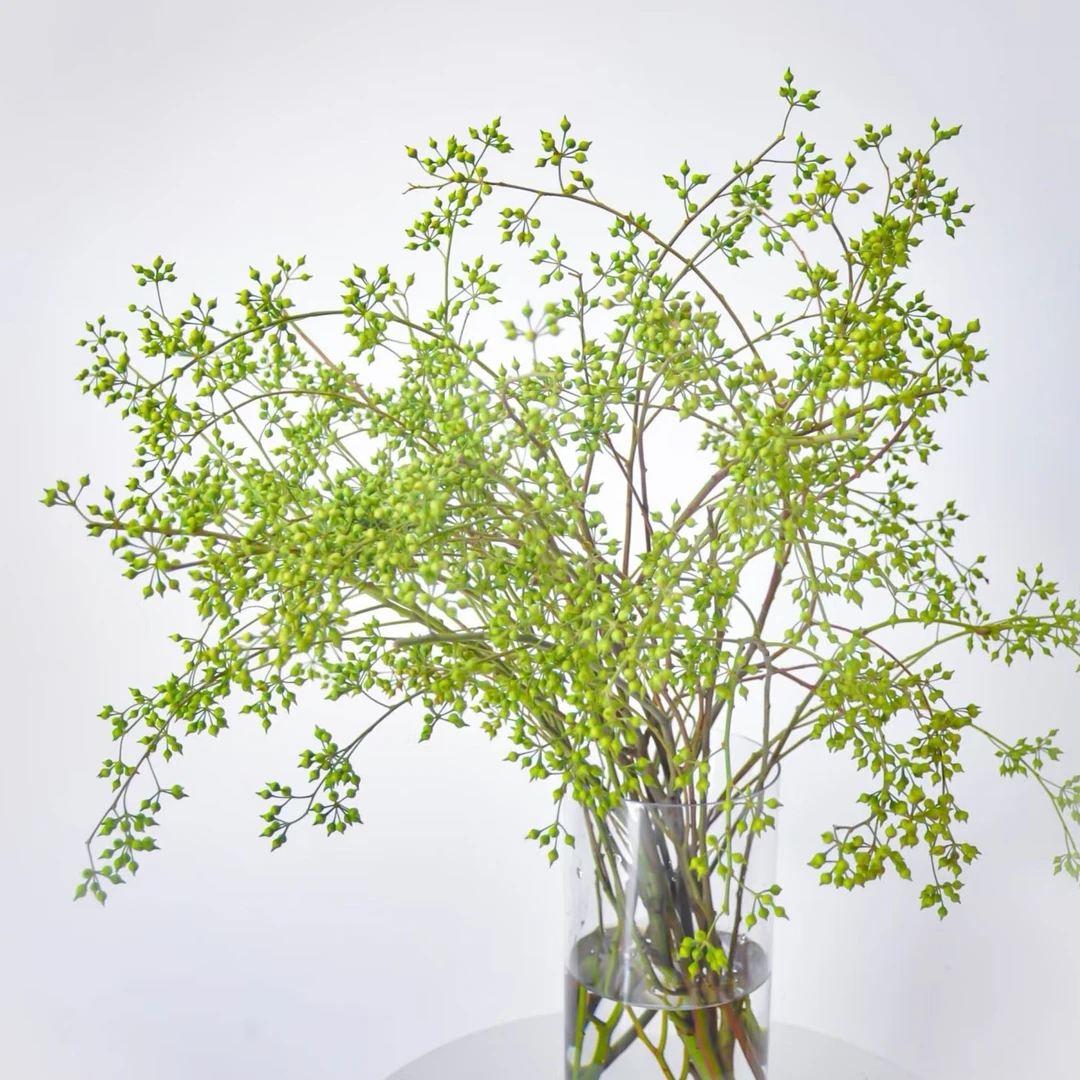 【花梦鲜花】小米果鲜花 花期长高端花材家庭插花水培水养好看好养