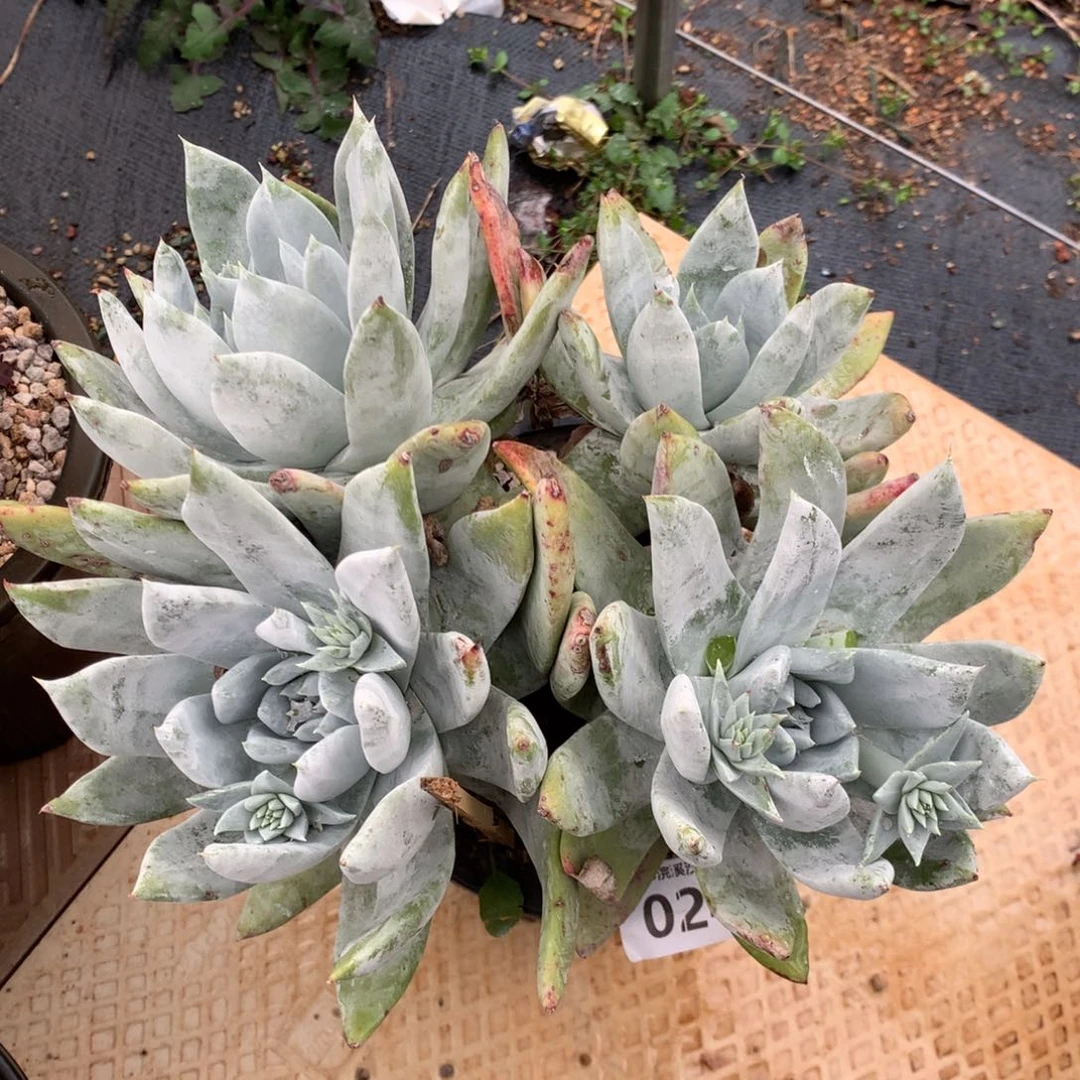 连*塞丽娜，2月8日发货，新年快乐