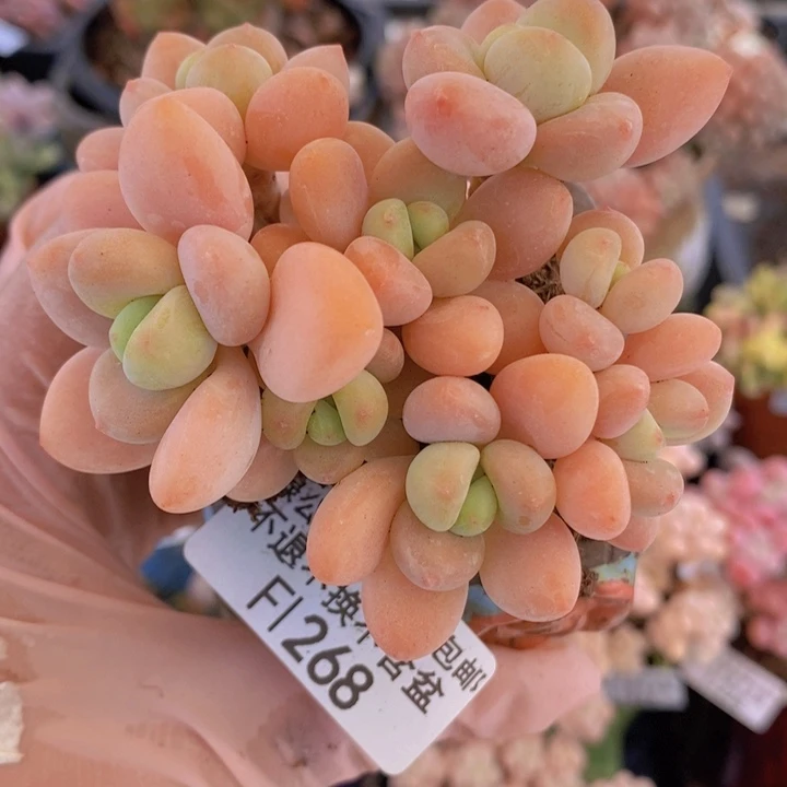 橘子香水洛神7cm268多肉