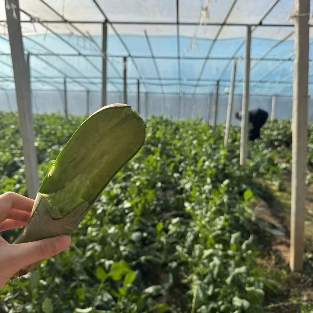 天津特产沙窝萝卜（天星02）萝卜中的天花板 酥脆甜