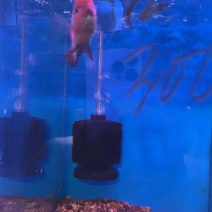 用***7罗汉鱼92号起头罗汉鱼