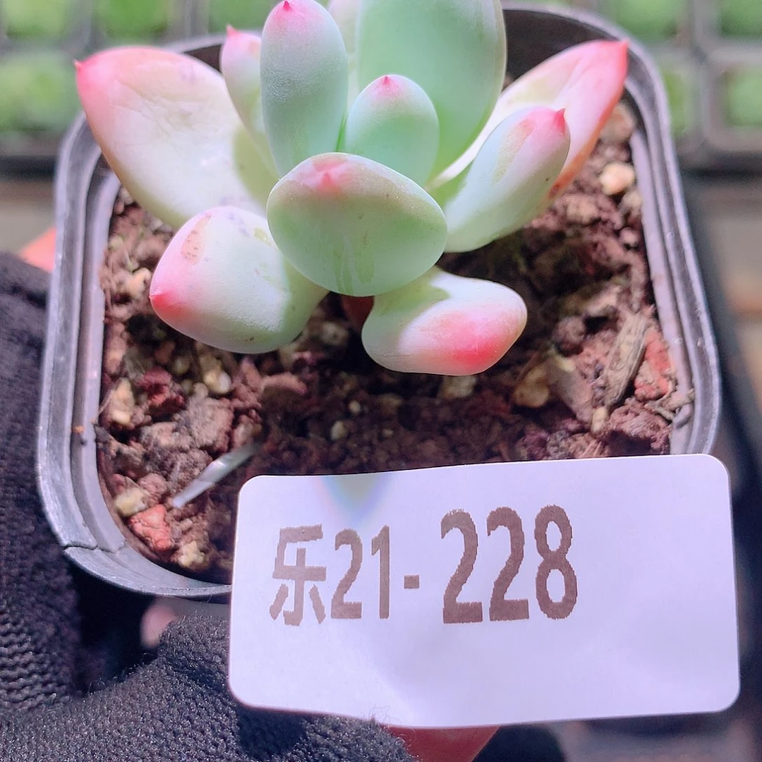 乐然21-228 新品单头