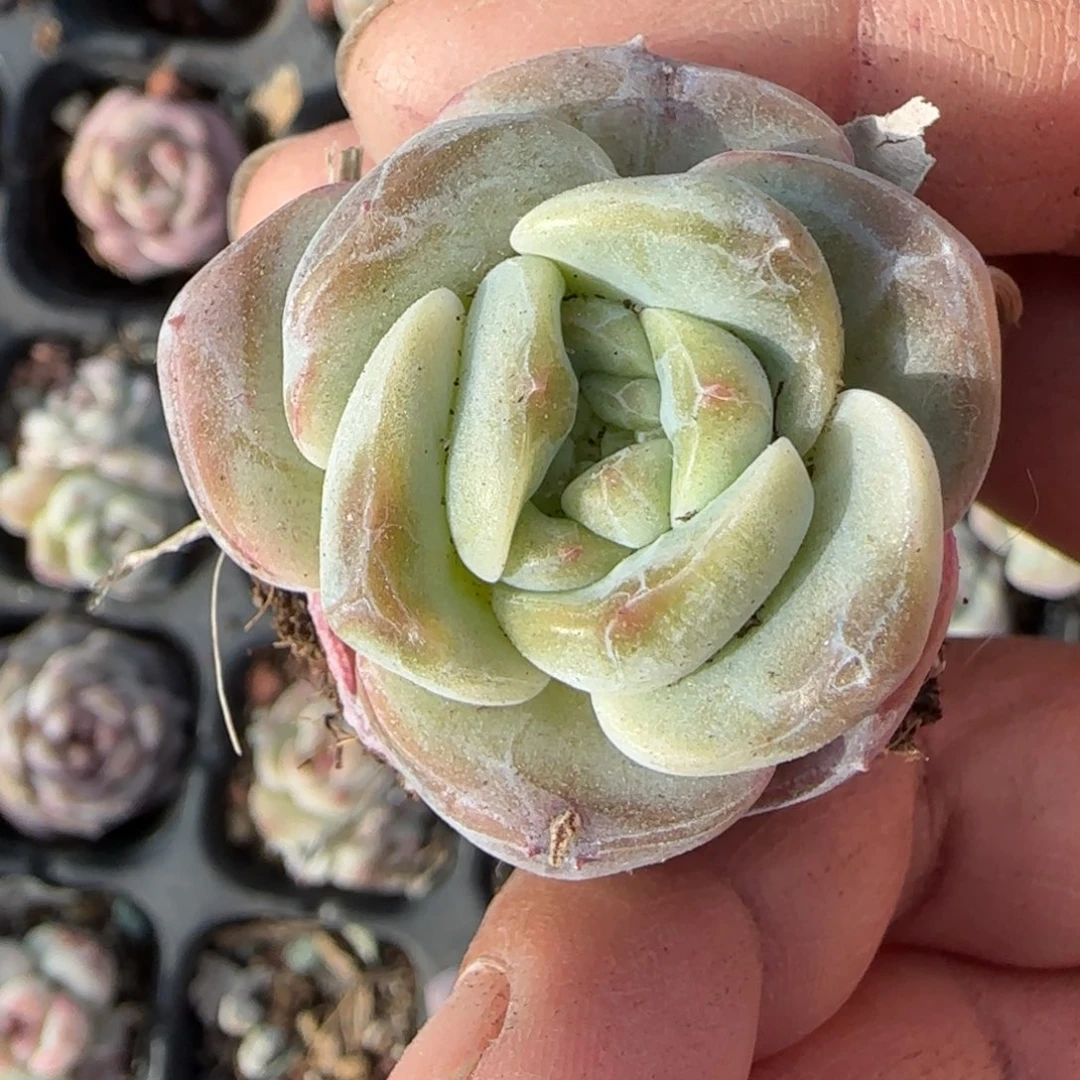 小卡拉米糖心一物一拍