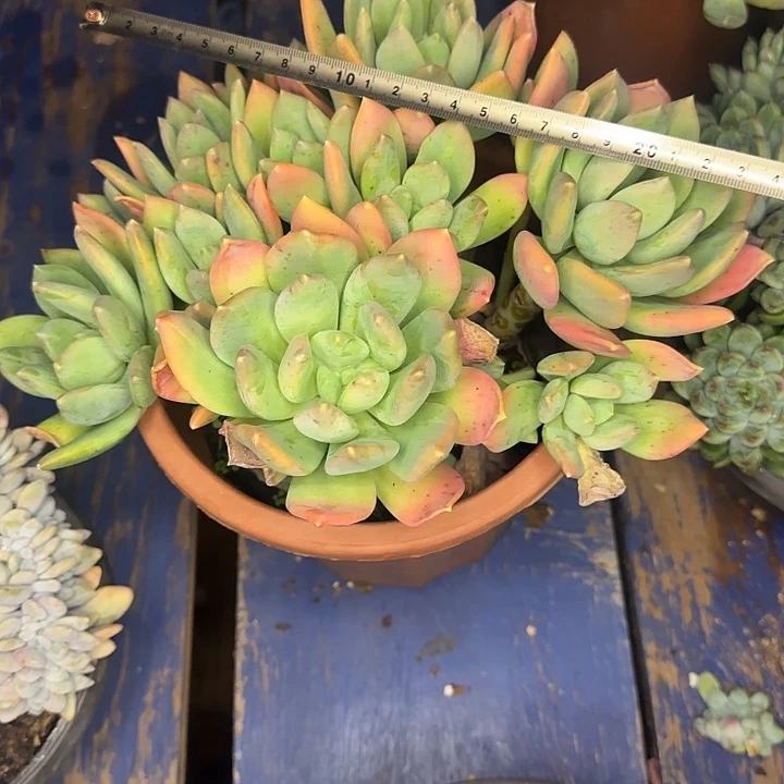 多肉植物一物一拍海洋之心521