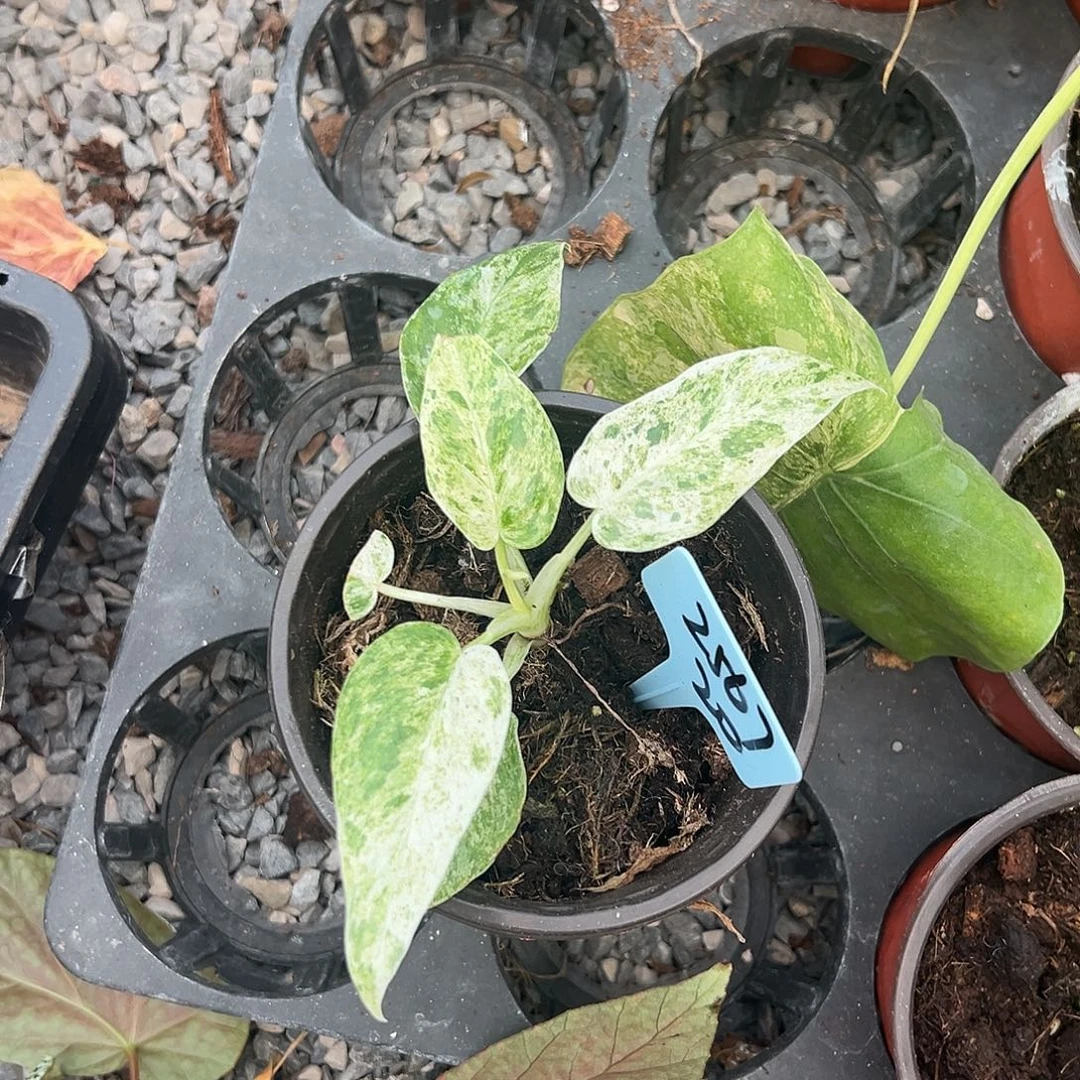 夏***曦完全开放暴风雪蔓绿绒不售后