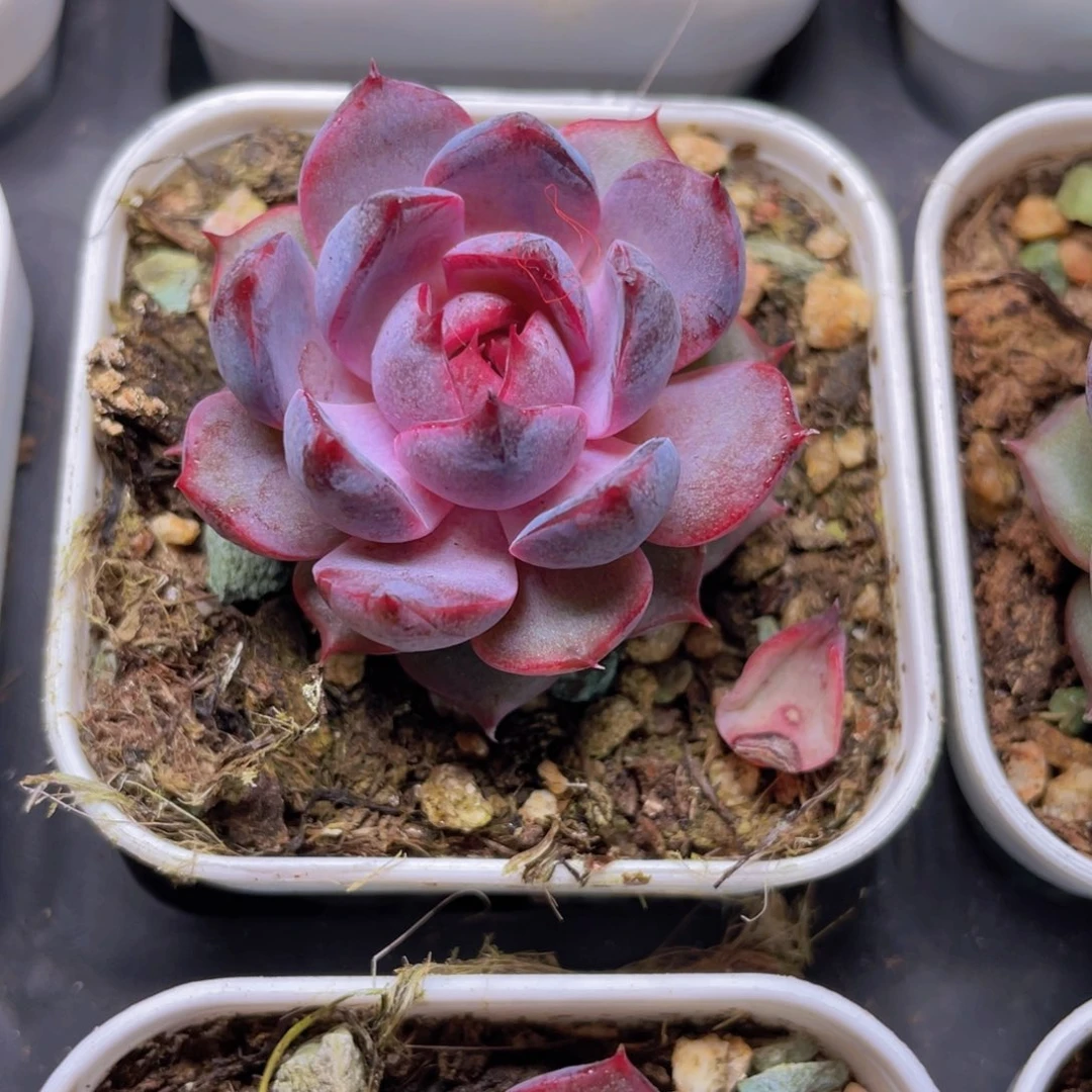 黑橙梦露多肉9.9包邮发货