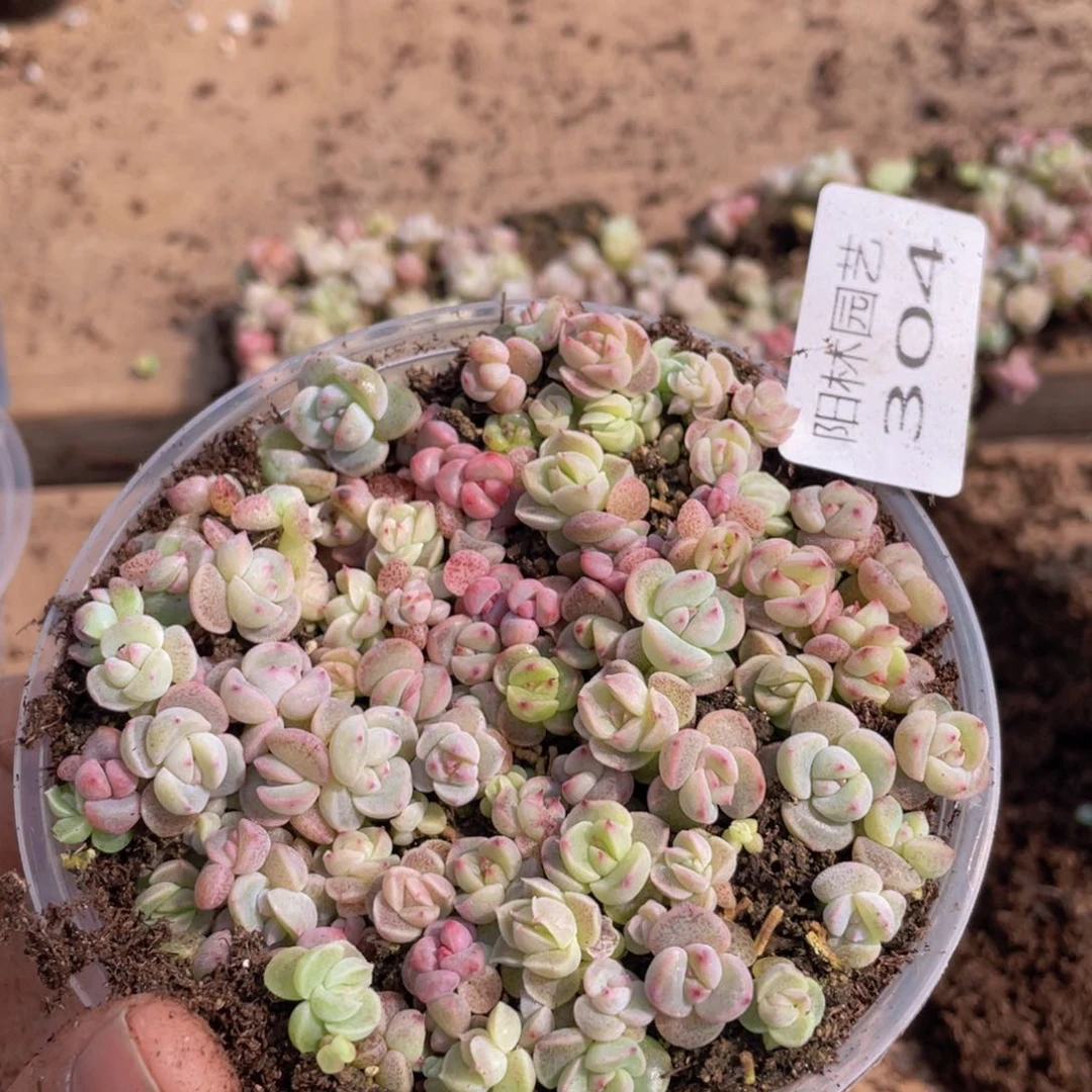 多肉植物多肉植物304