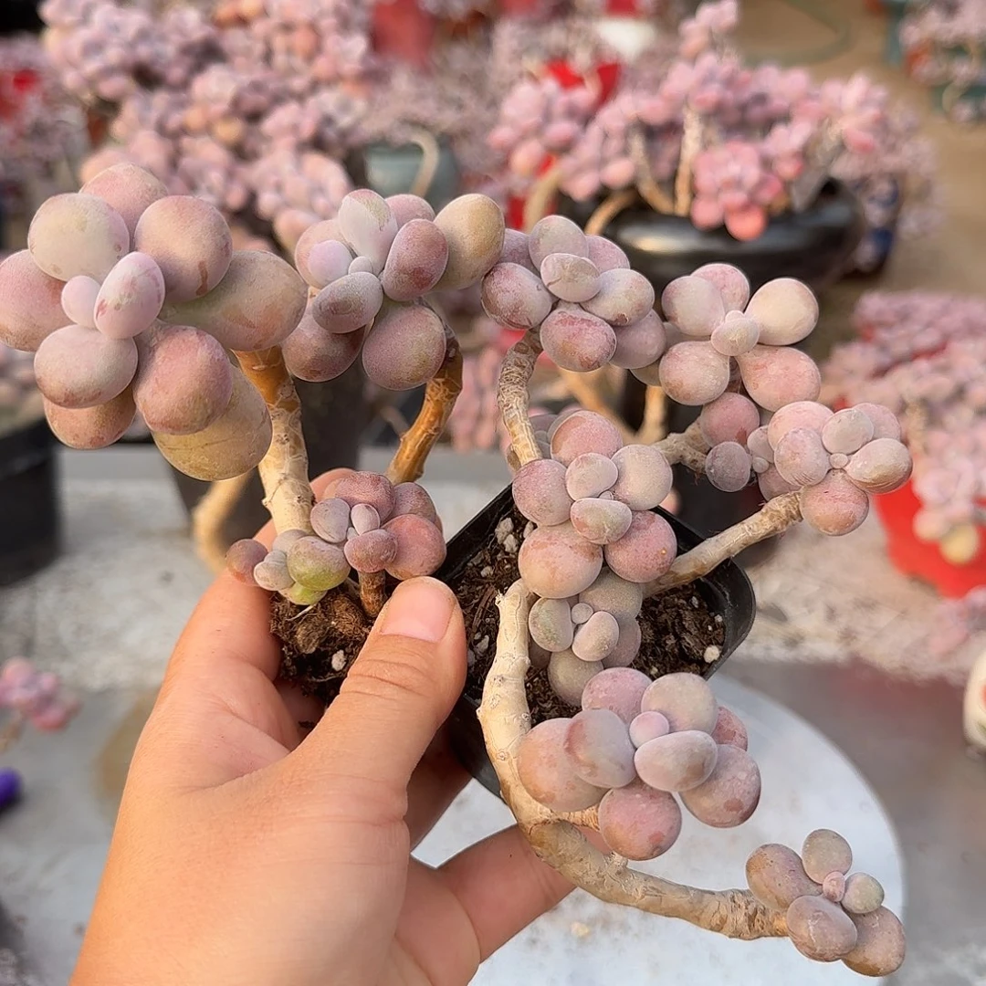 桃蛋老桩一处蹭头不带盆21号