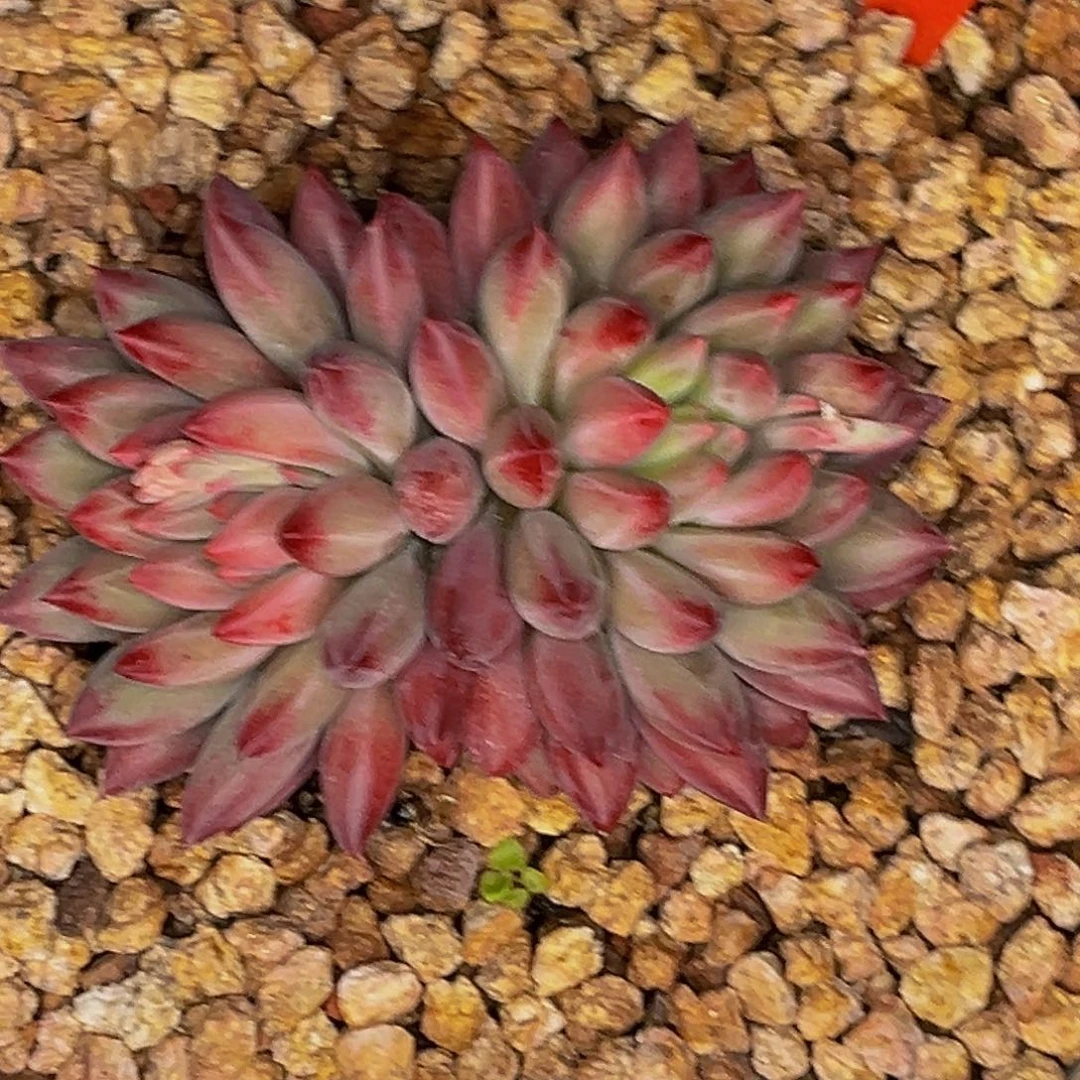 2409号晚上多肉植物群生多肉