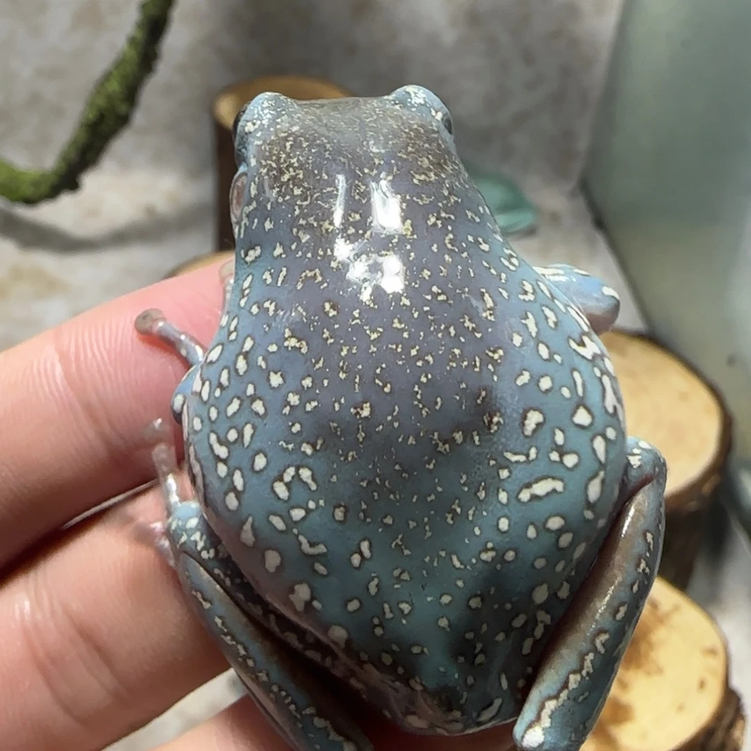 老爷树蛙17 奥蓝鎏金头暴雪