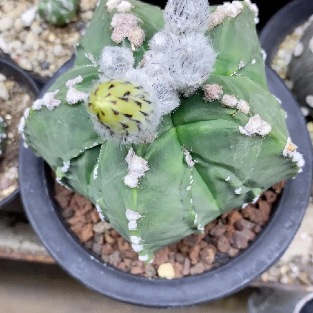 随**安仙人球的世界里有