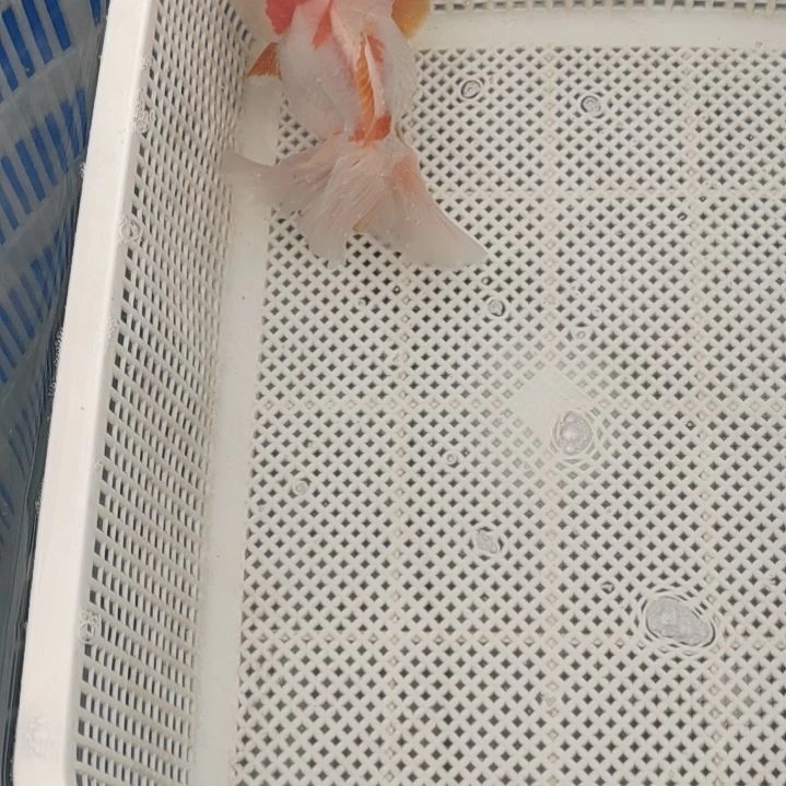 金鱼精选千褶泰狮