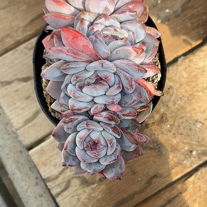 【闪购商品】4头一字马