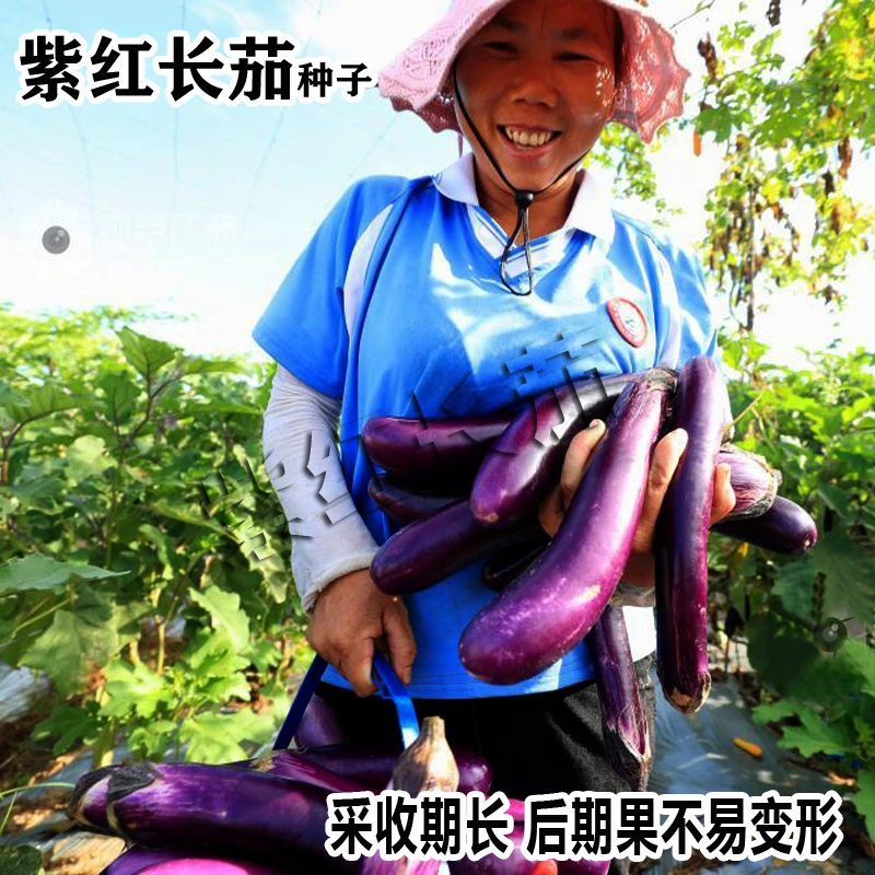 紫红长茄种籽春秋季庭院菜园四季茄子种子农家紫皮长茄子蔬菜种孑