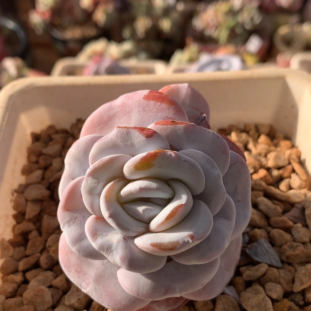 雪莲一物一拍 149