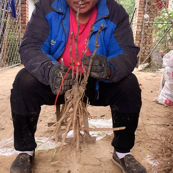 当前无花朵，栽培后可花朵花二乔41