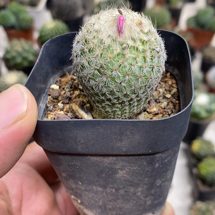 月世界特价福利特价