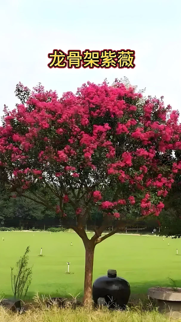 进口小叶玫红紫薇花绿植耐寒耐热耐高温庭院大型花卉