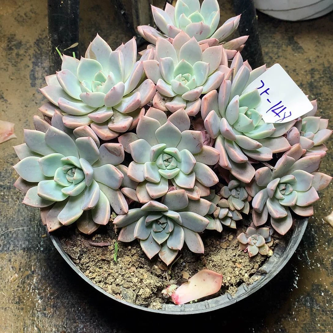 红粉一物一拍25-148