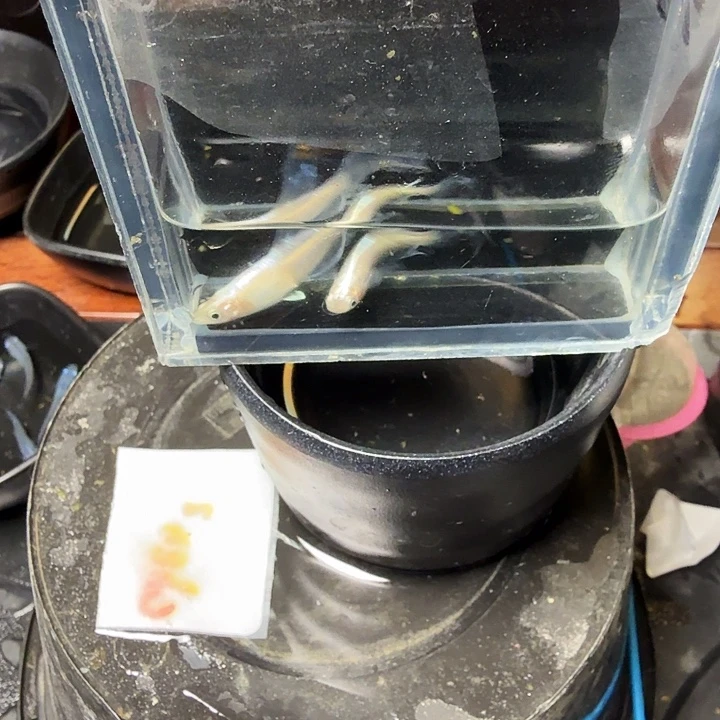 青鳉鱼90号拍品粉蝶