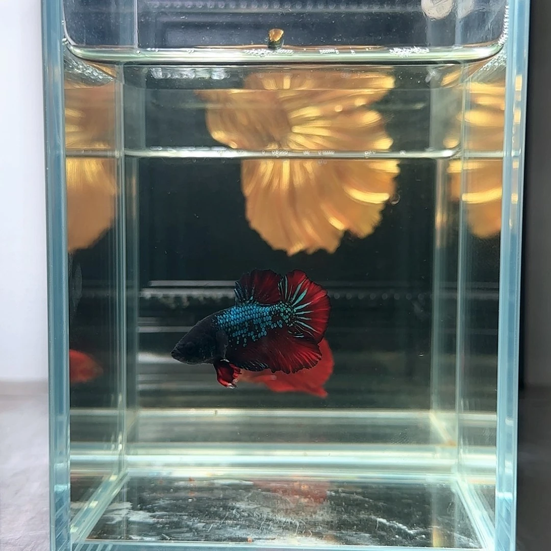 斗鱼活体观赏鱼好养耐活