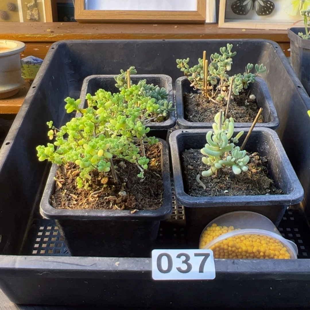 枝干番杏多肉植物037乐 送上门