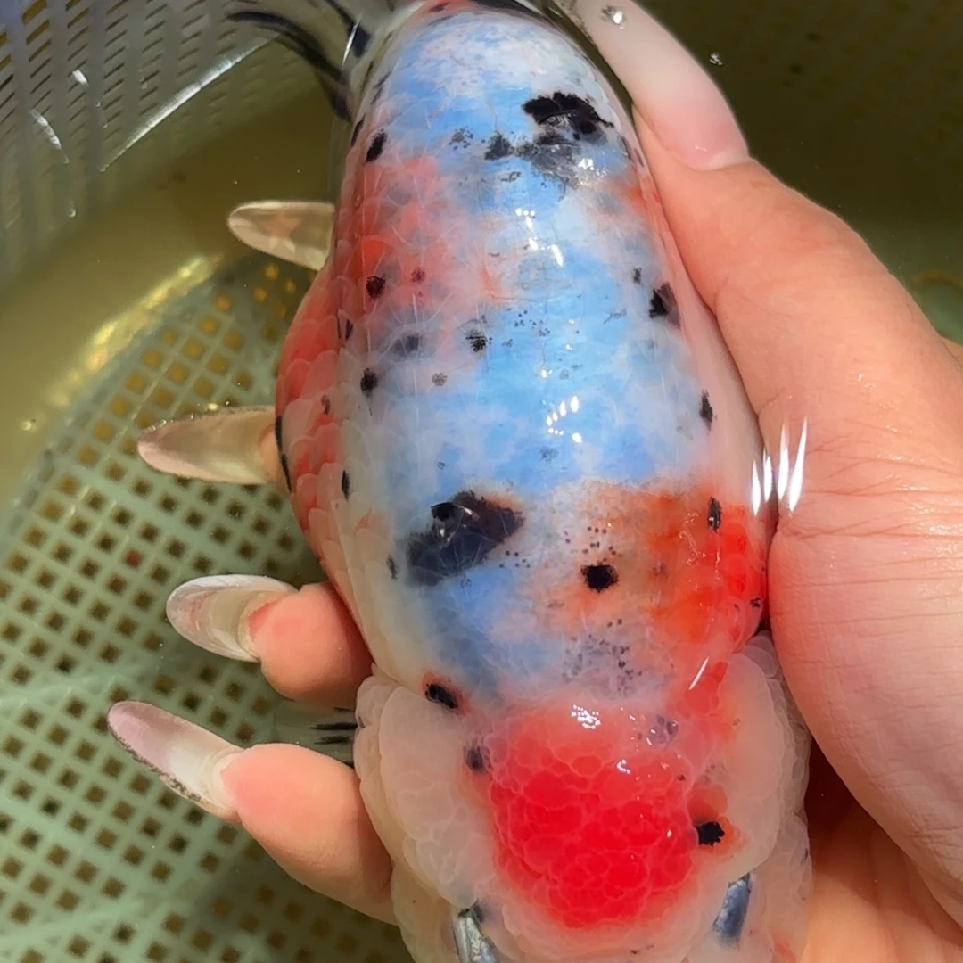 喜***师金鱼拍包装包邮，不拍包装运费到付