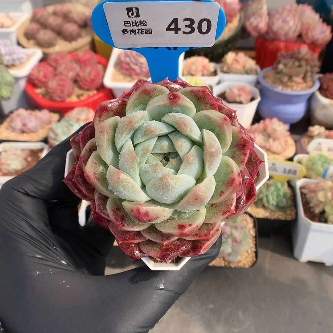 430 血斑珍妮糖心多肉
