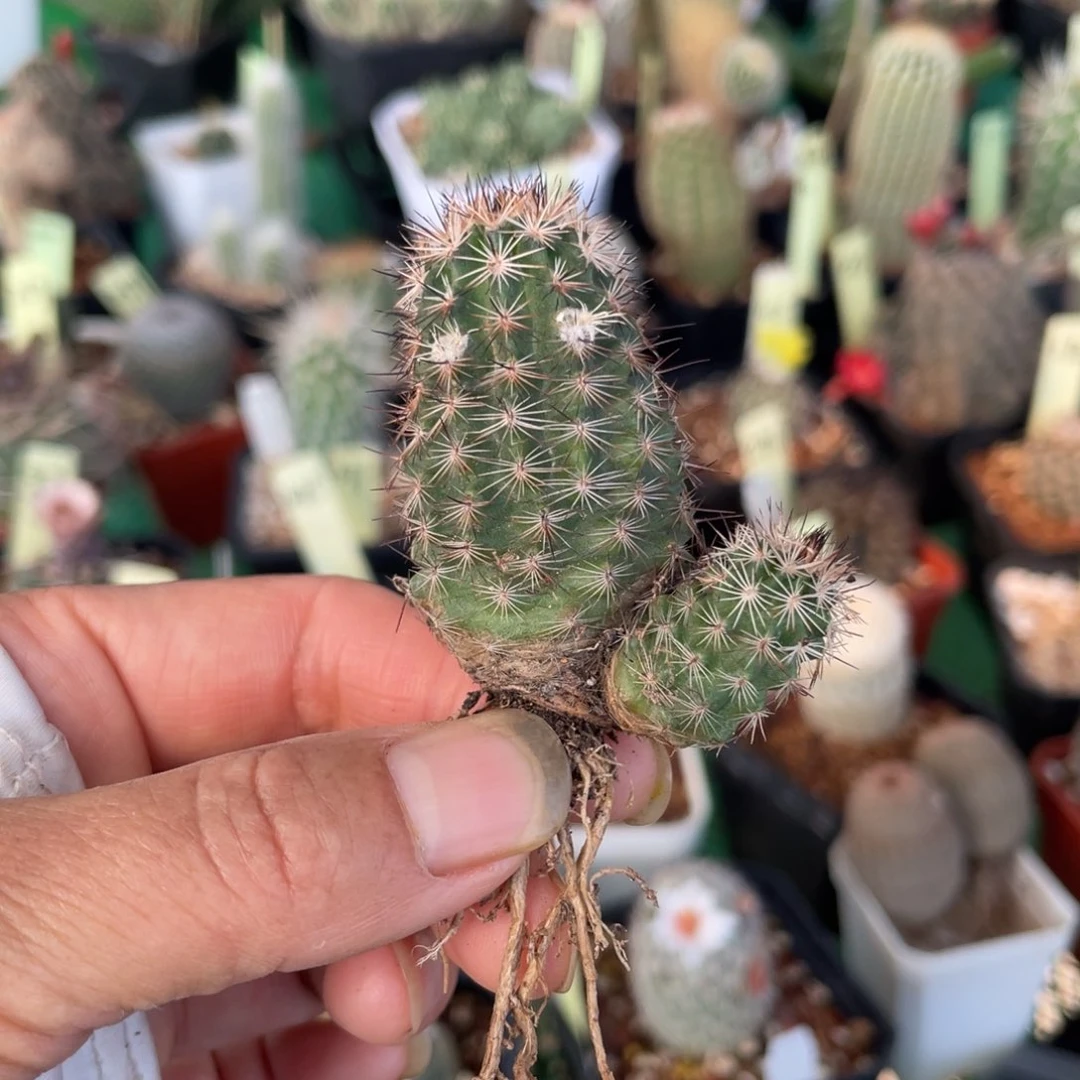 鹿角柱实生仙人球白花折墨