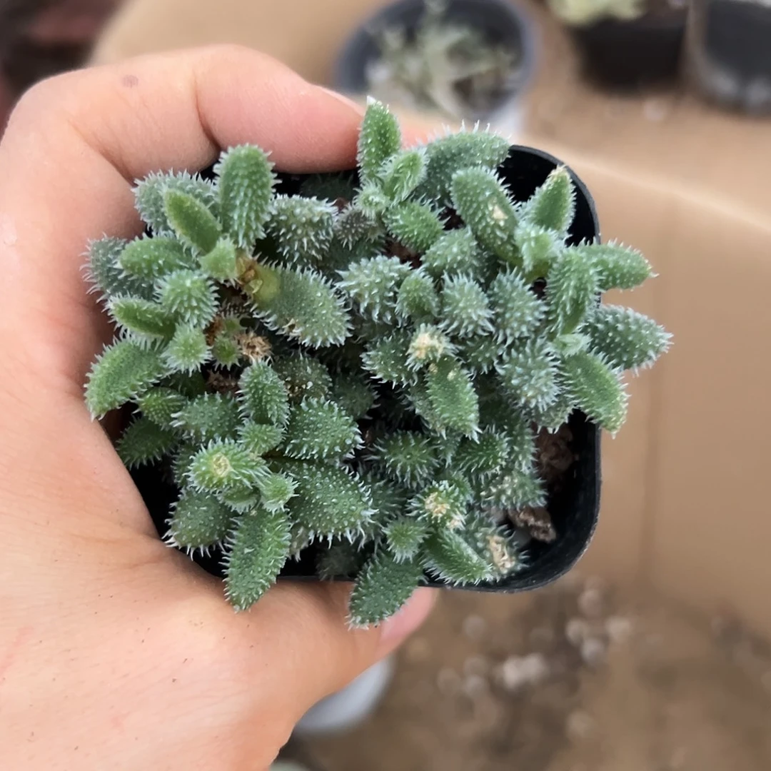 哦哦呃呃呃呃呃呃