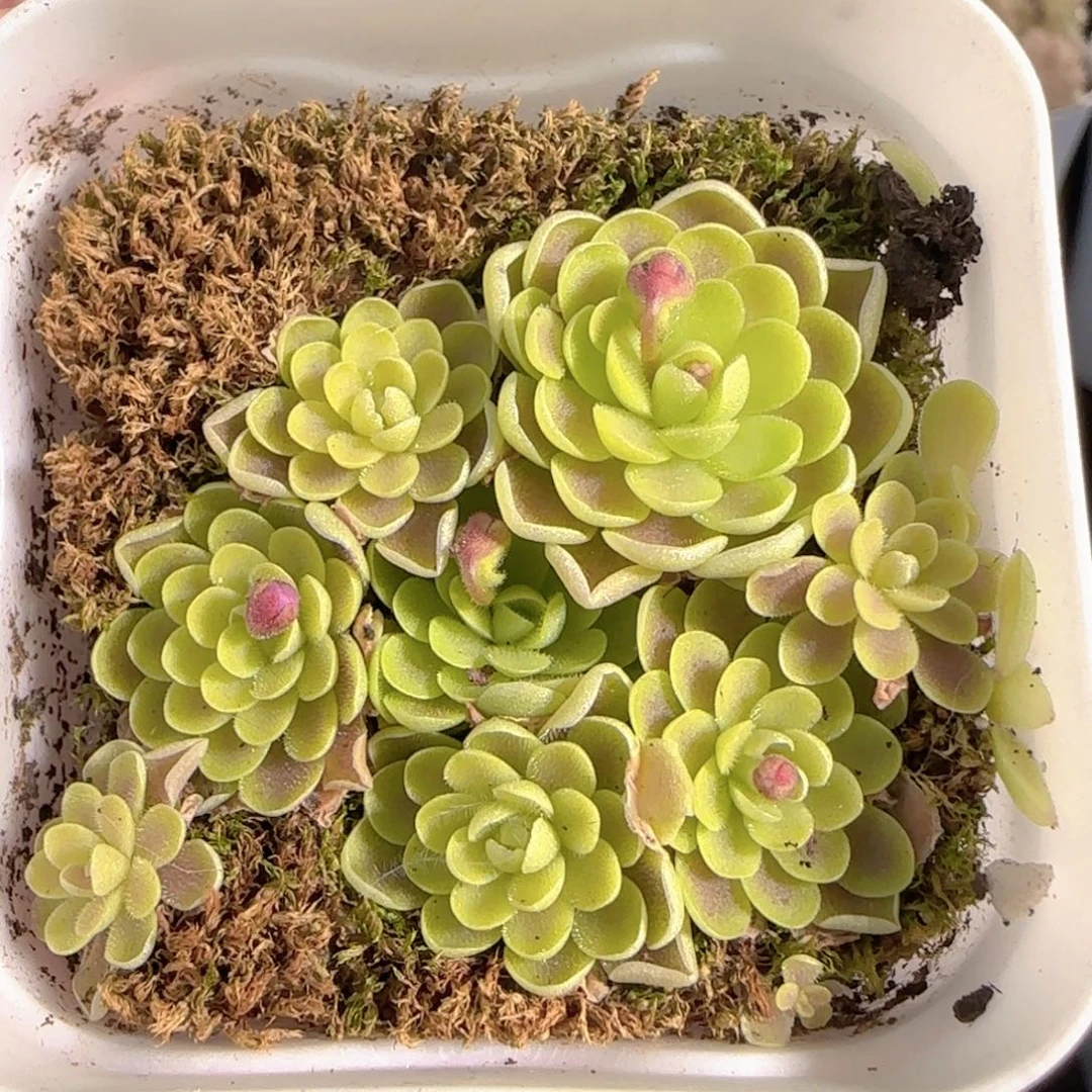 多肉0102-124捕虫堇