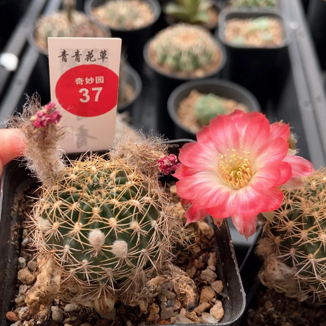 红羽丽花丸一颗仙人球