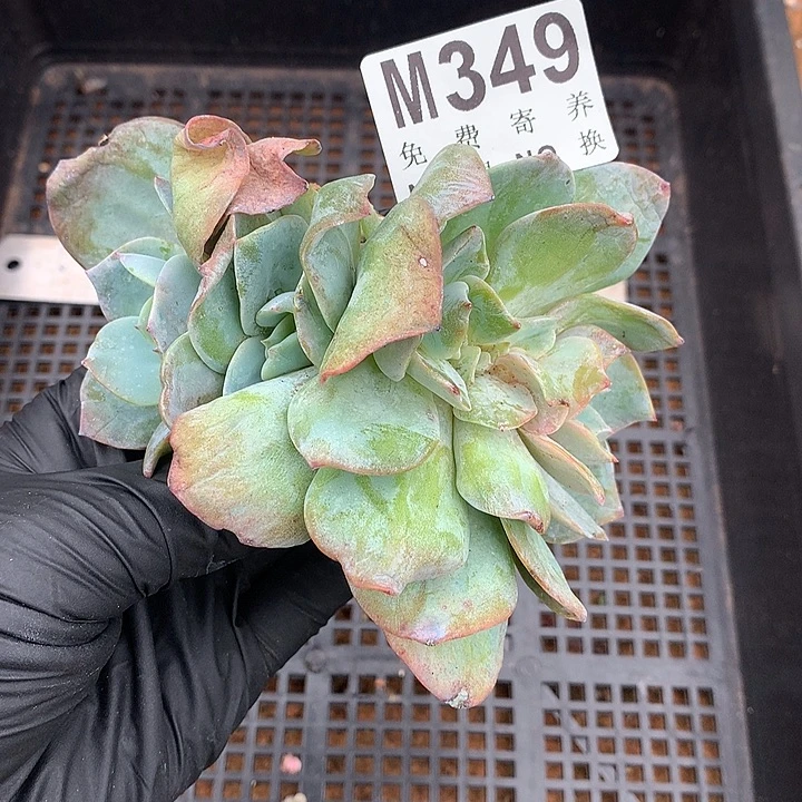 白凤缀化 板板巨粗 多肉植物一物一拍 9.17左右发货