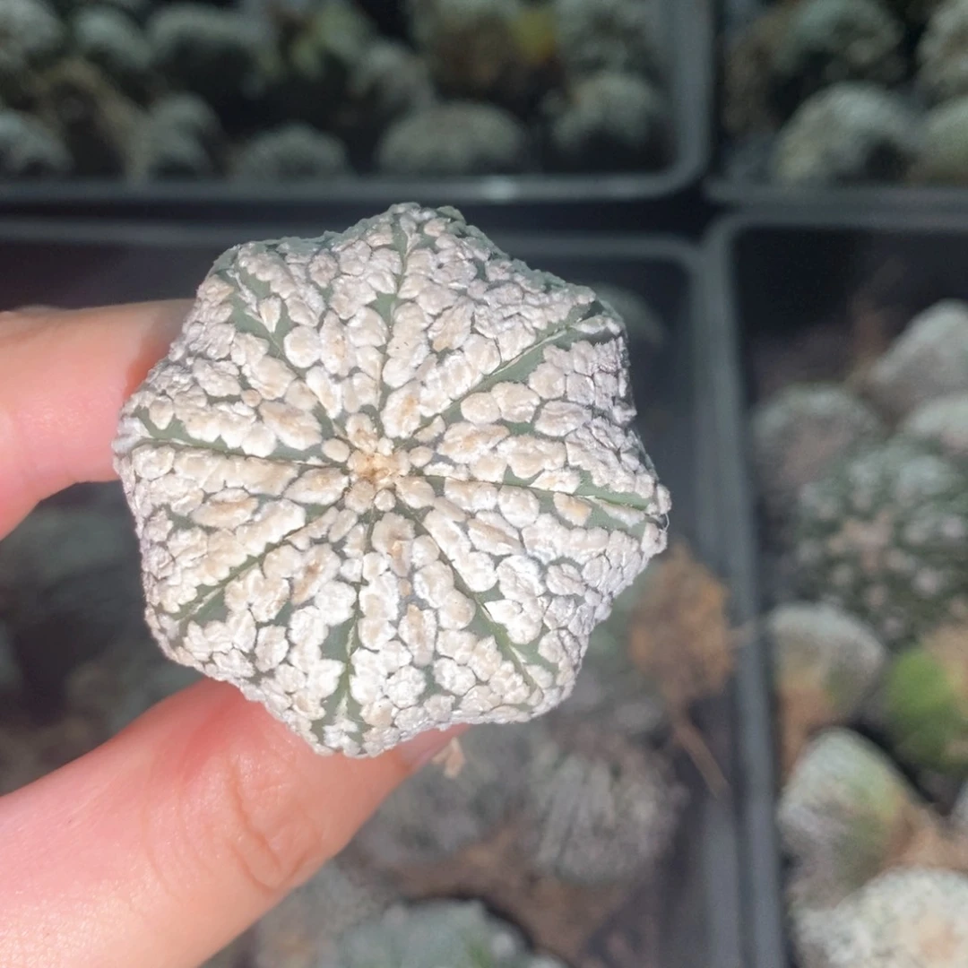 无花朵特价兜无瑕疵