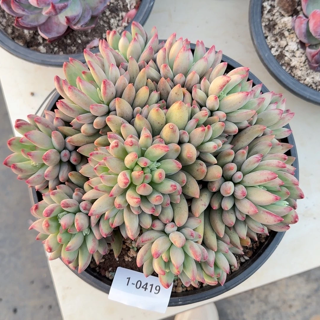 0419二代虞美人多肉植物