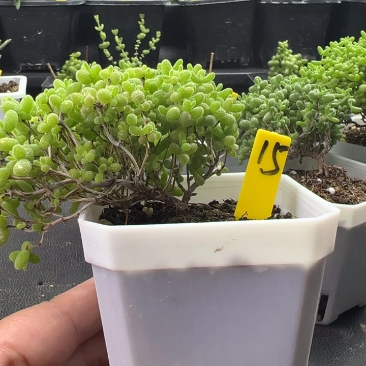 15号蜜橘悬崖桩 一物一拍