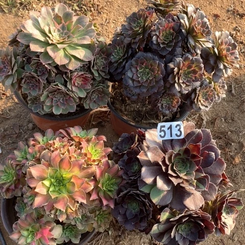 513四颗法师多肉植物