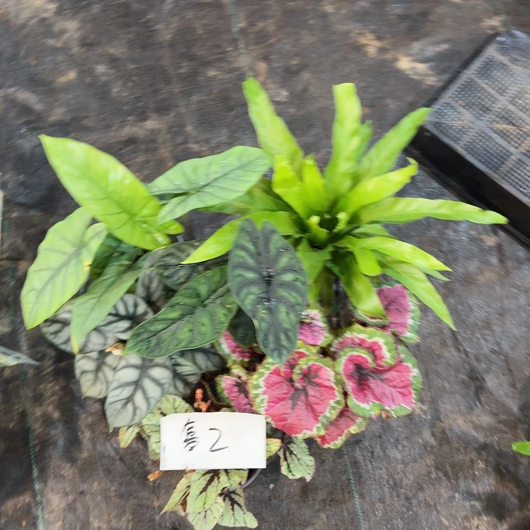 不开花植物一物一拍套餐二