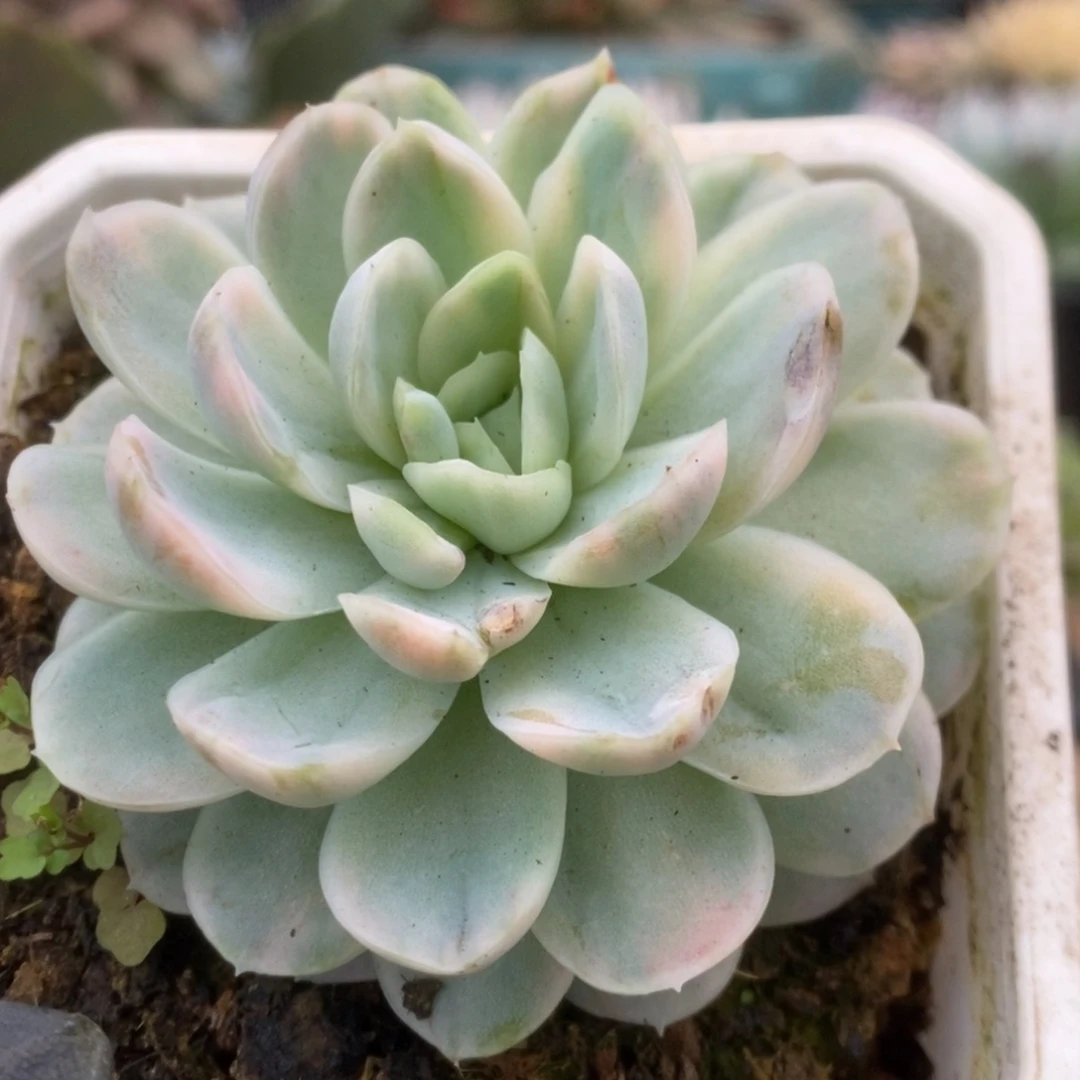 199贝瑞锦锦锦锦锦锦