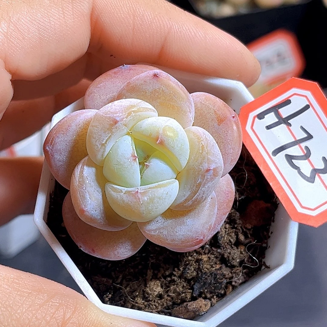 H723   牛奶糖 满18包邮