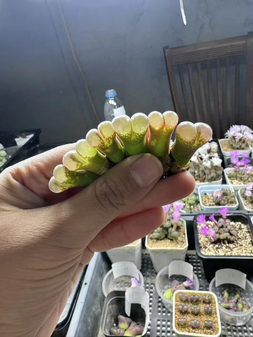 【天津专场】126多肉植物肉锥pnsp一颗