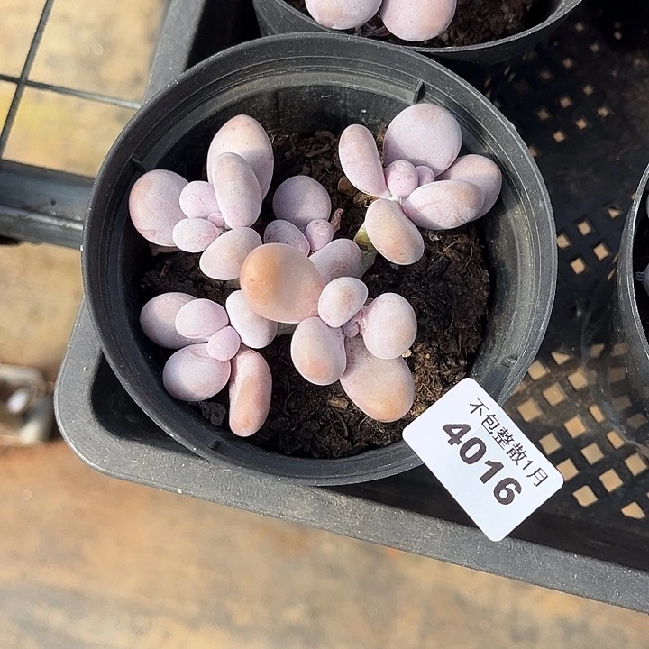 阿雅园艺。    4016奶酪