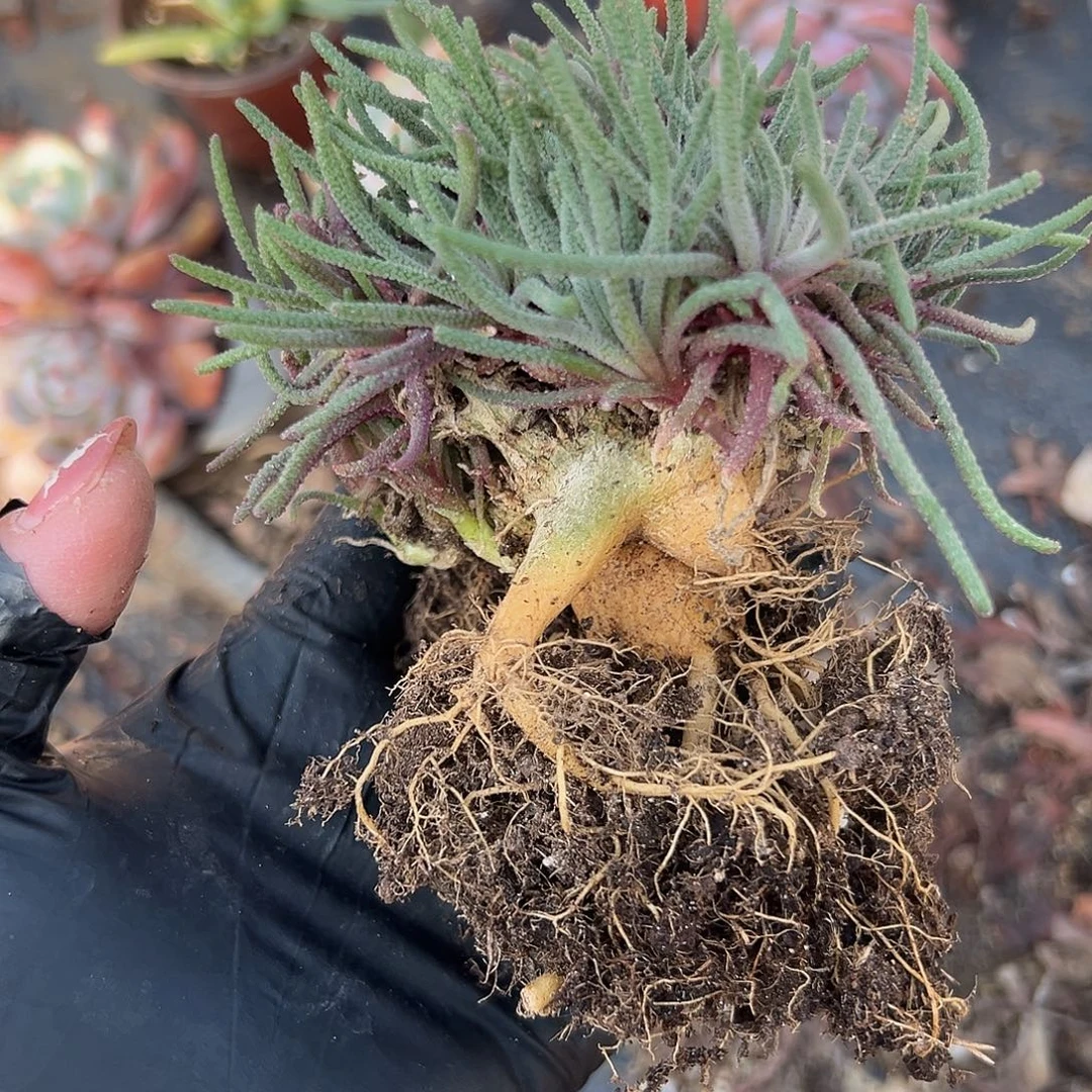 多肉植物天赐开花
