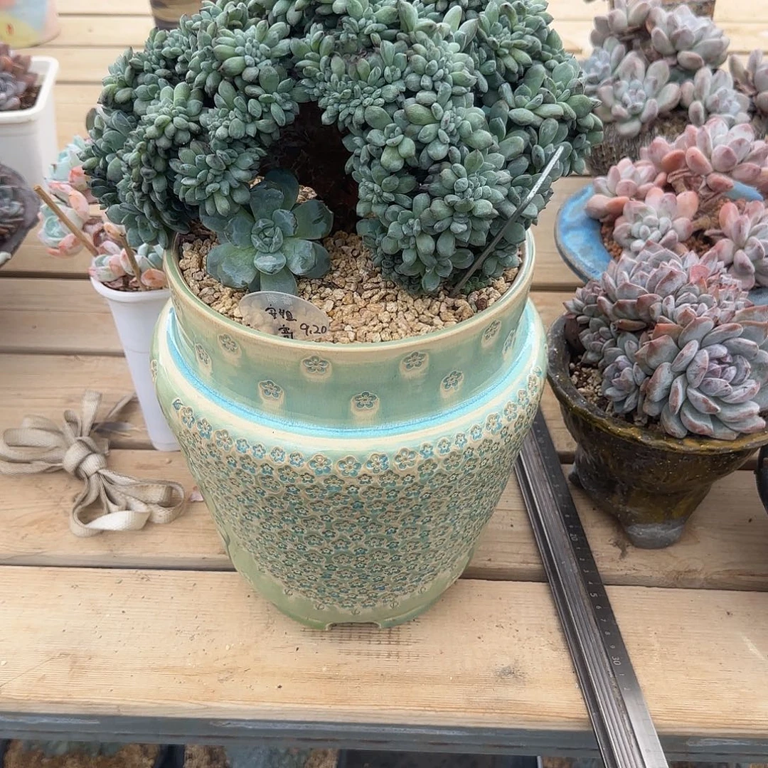 *****安姐专拍多肉植物
